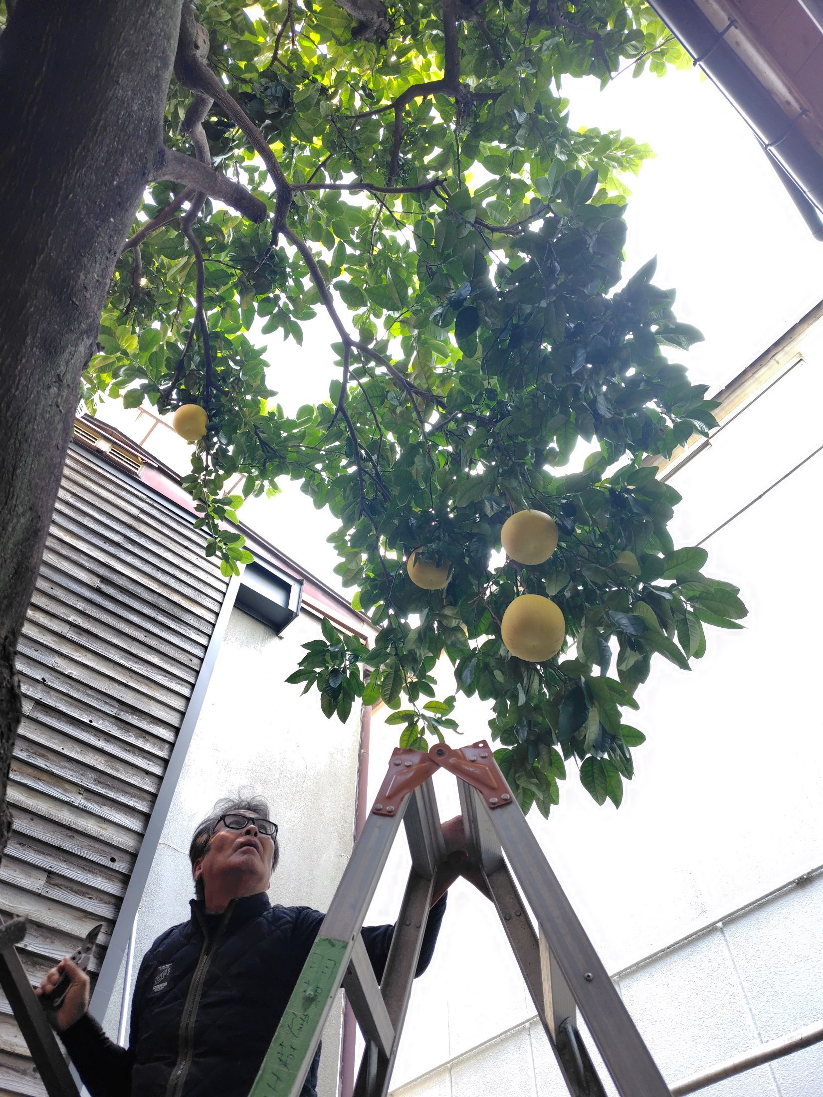 羽根建の年中行事　サボンの収穫