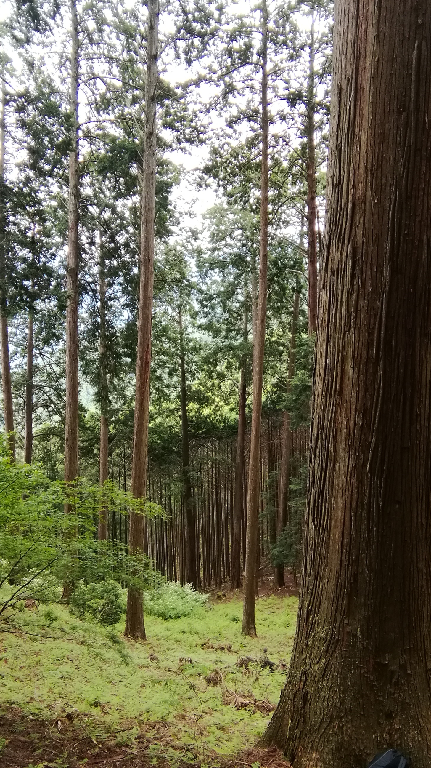 大径木材の利用